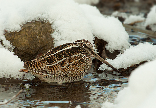 ������ ������